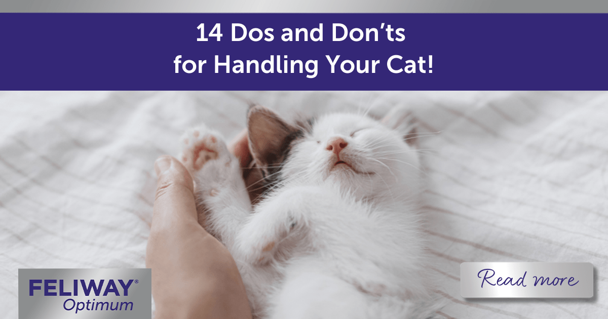 14 Dos and Don’ts for Handling Your Cat!