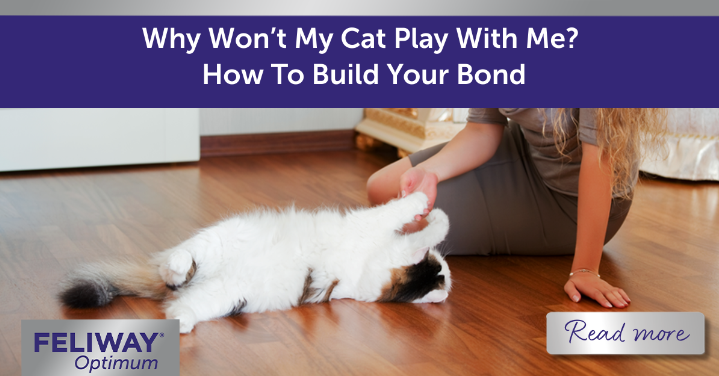 Cat playing on the floor.