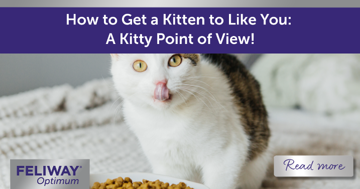 How to Get a Kitten to Like You: A Kitty Point of View!