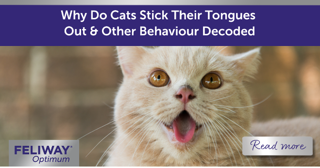 Cat with their tongue sticking out by a window.