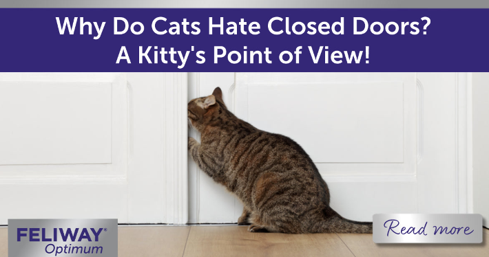 Tabby cat trying to open closed door with paw.