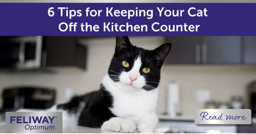 Black and white cat laying on kitchen counter