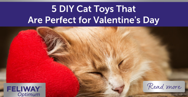 Ginger cat laying with heart shaped toy.