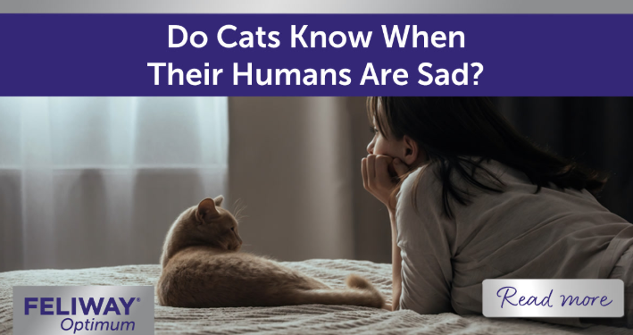 Cat and human lying on a bed together.