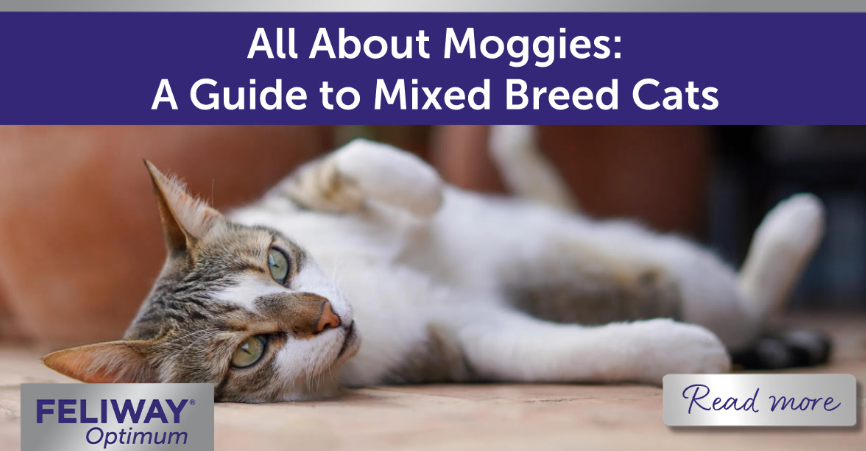 Mixed color cat laying outside on tiles.