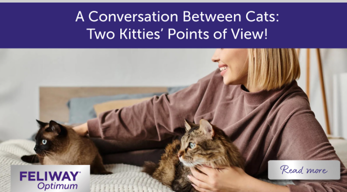 Young woman lying on the bed with two cats.