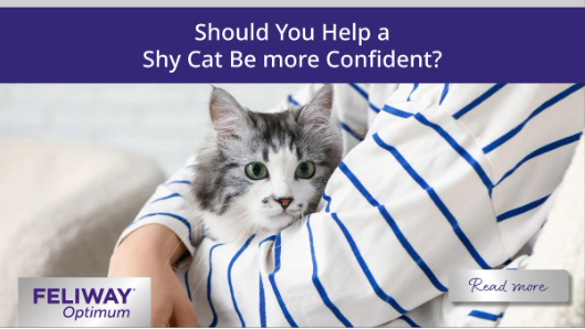 Young woman holding a longhaired white and grey cat.