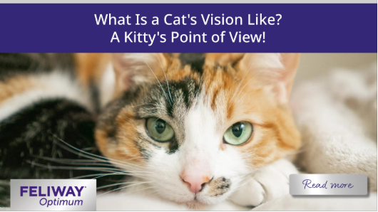 Calico cat with large green eyes lying on a blanket.