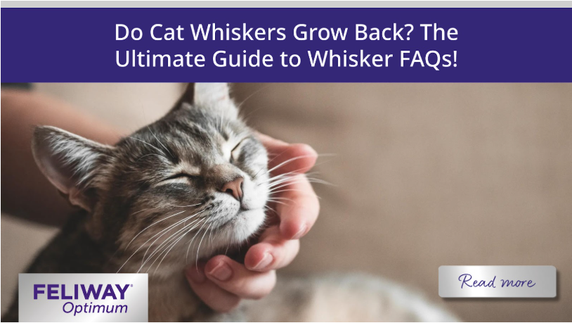 Grey cat with long white whiskers.