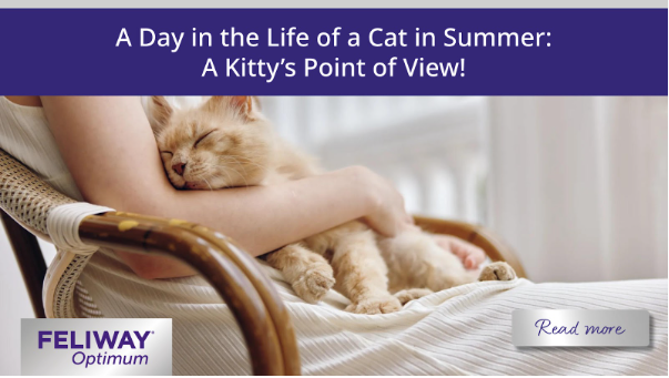 Woman in a white dress sitting with a small ginger kitten.