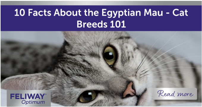 Egyptian Mau cat laying down on a white blanket.