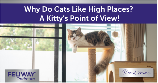 Cat sitting on a cat tree by the window.