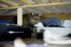 How FELIWAY helped Mewsli to relax and stop scratching