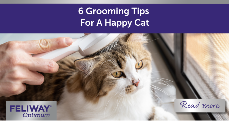 Fluffy cat being groomed.