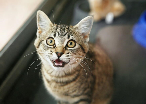 7 Reasons Why Humans & Cats Are A Match Made In Heaven