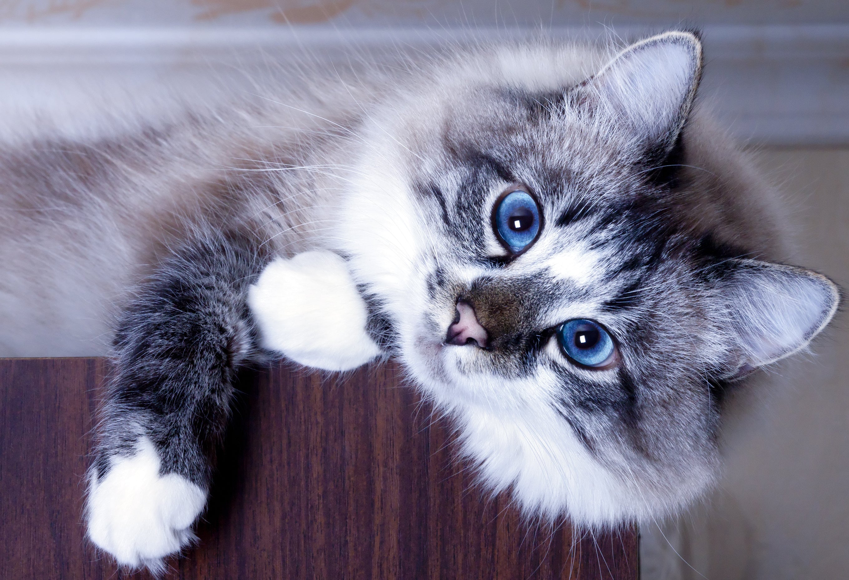 Why Does My Cat Fold Their Paws? A Kitty’s Point of View!