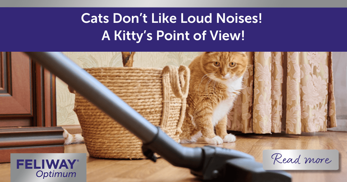 Cats Don’t Like Loud Noises! A Cat’s Point of View!