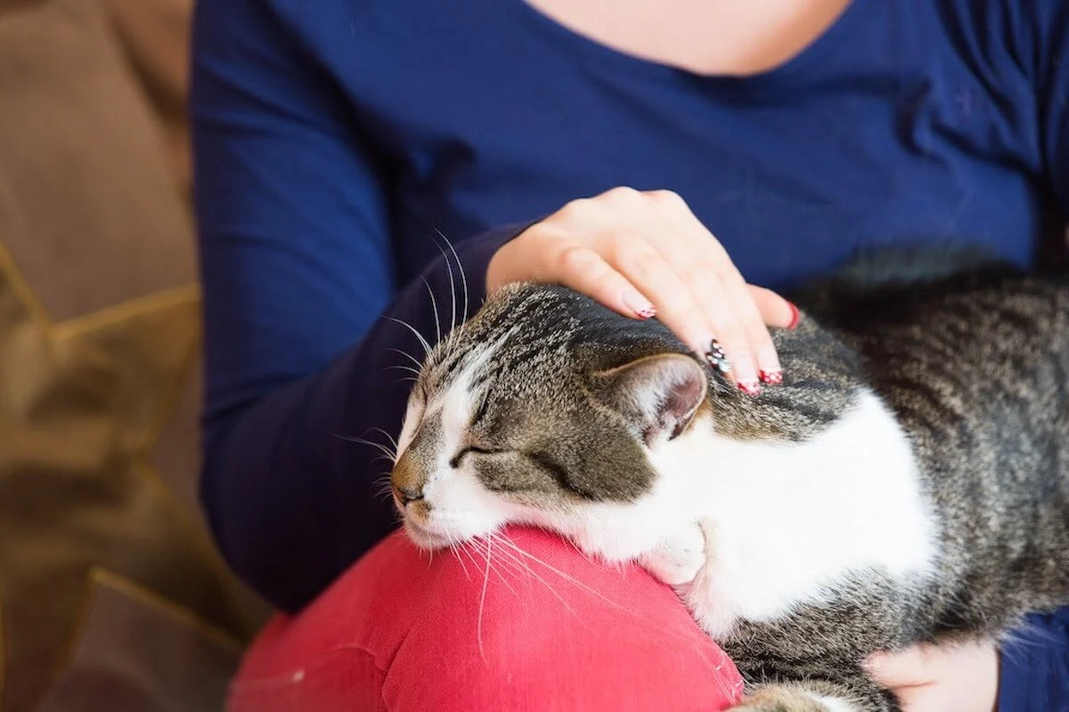 How Long Does FELIWAY Take to Work?