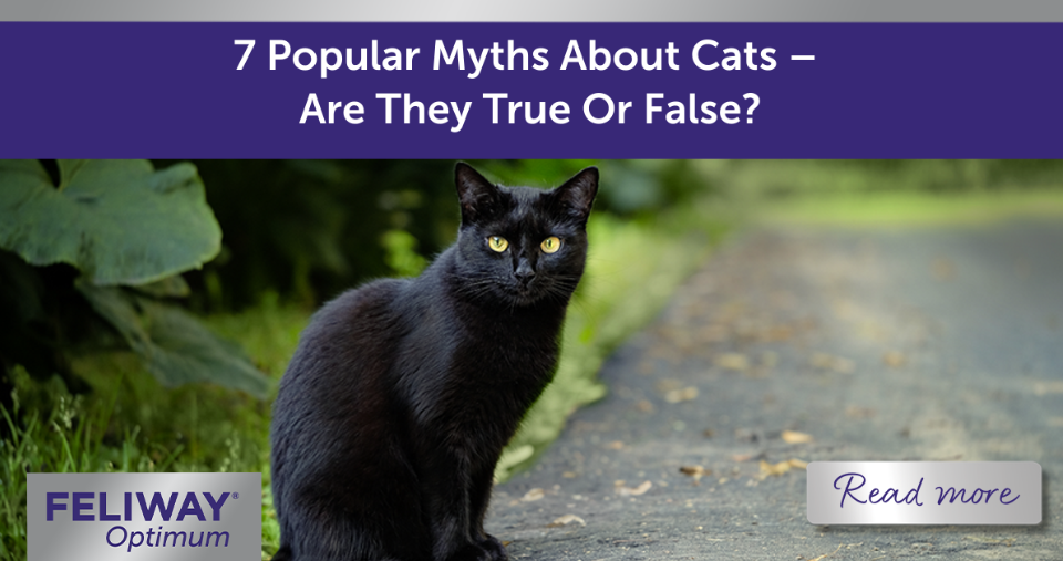 Black cat sitting on a road, looking at the camera.