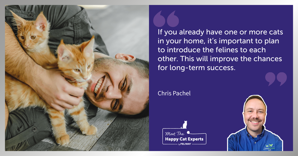Happy Cat Expert Explains: How To Introduce A New Cat To Your Resident Cat