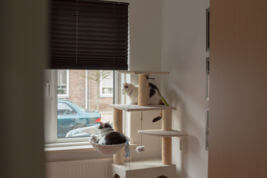 How FELIWAY helped Jip and Liz be friends