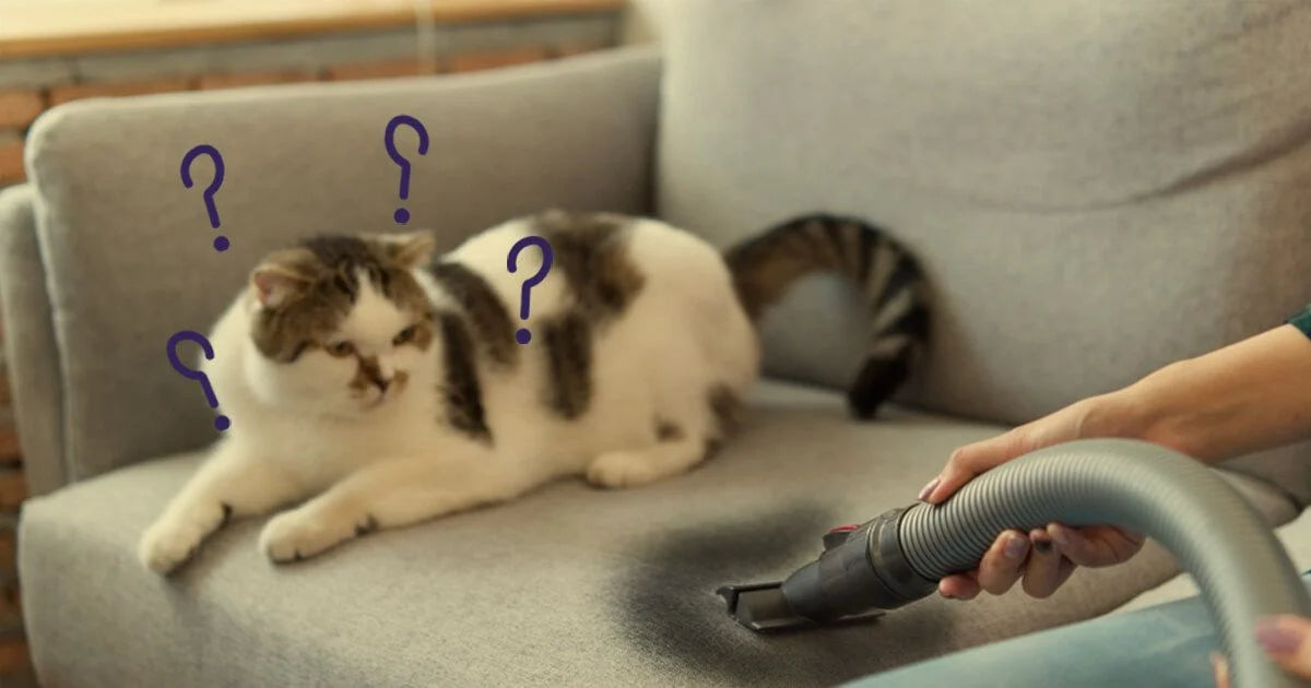 How To Get Rid Of A Cat Urine Smell: 6 Tips