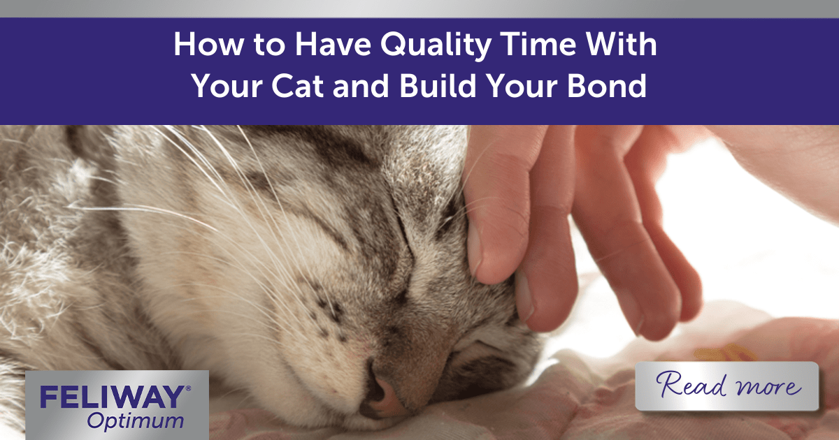 How to Have Quality Time With Your Cat and Build Your Bond