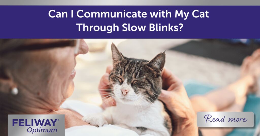 Can I Communicate with My Cat Through Slow Blinks?