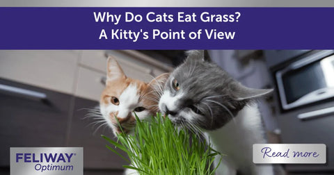 Why Do Cats Eat Grass? A Kittyโs Point of View