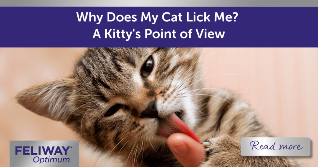 Why Does My Cat Lick Me? A Kitty's Point of View
