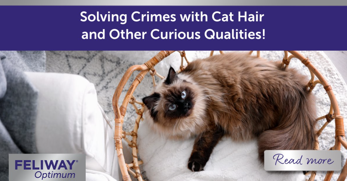 Balinese cat curled up in a basket.