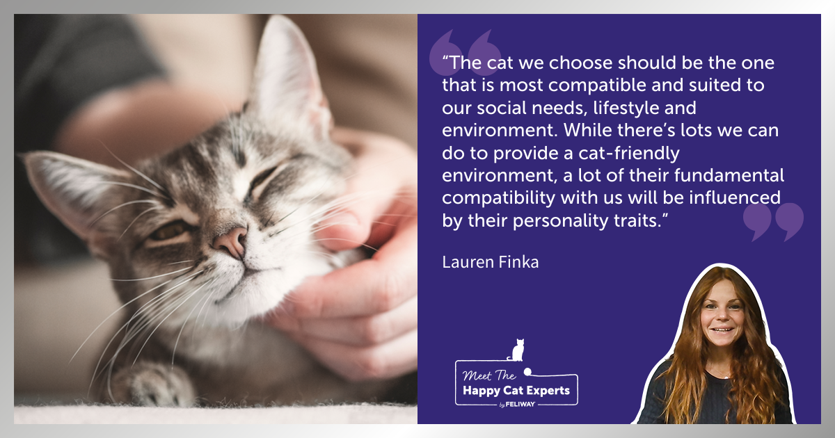 Grey cat being scratched under the chin