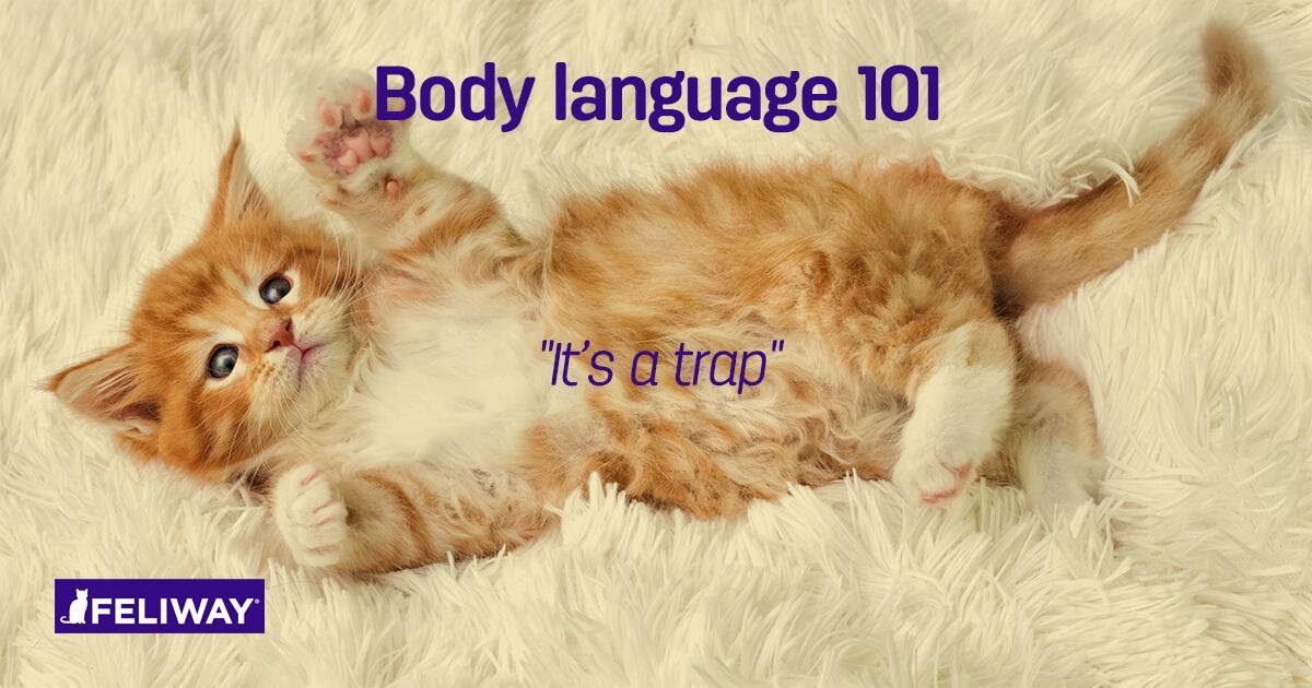 Understanding Kitten Body Language : 12 Things You Need to Know!
