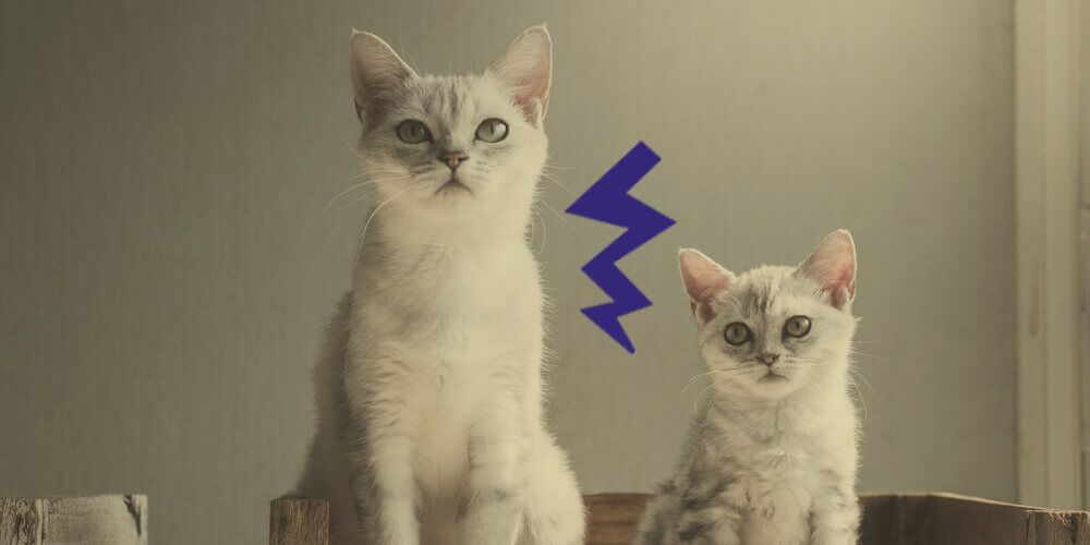 Introducing cats together?