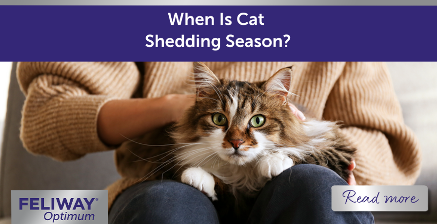 Longhaired cat sitting on a lap.