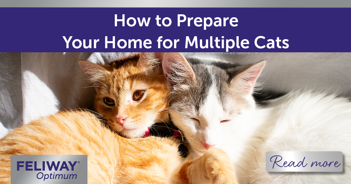 Ginger cat and white cat snuggled together in a sunny spot.