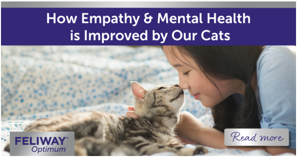 Young girl petting her American Shorthair cat who is looking at her lovingly.