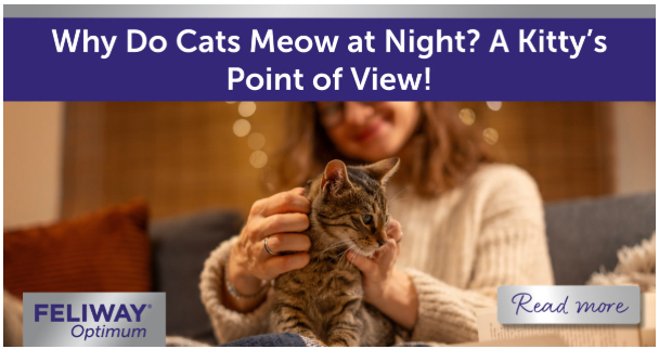 Tabby cat on a woman’s lap being petted while they sit on a sofa with a book.