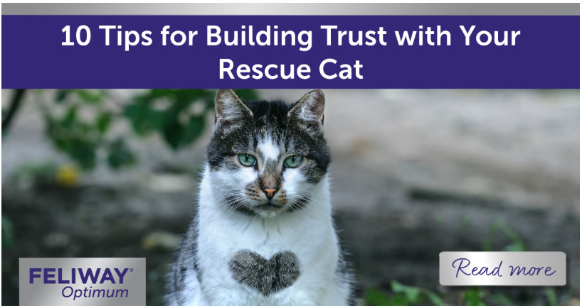 A white and grey tabby cat with a heart shaped section of hair on their chest.