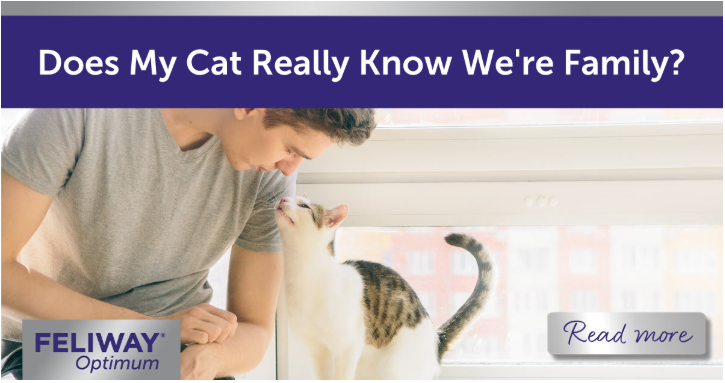 Cat looking up at their human while standing on a windowsill.
