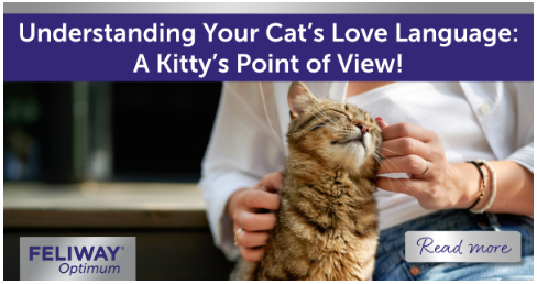 Affectionate cat rubbing against a woman’s hand.