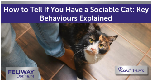 Black cat with orange patches on their face, looking up at their human while walking past their legs.