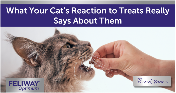 Grey Maine Coon cat eating a treat from an outstretched hand.