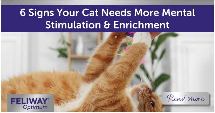 Ginger cat reaching up to play with a toy their human holds above them.