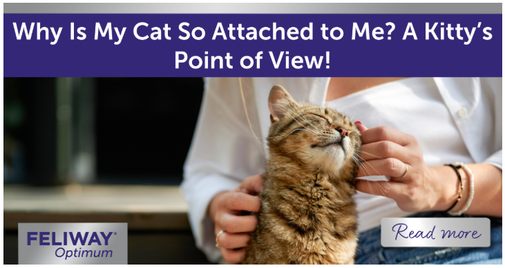 Stripey brown cat leaning into a woman for attention and strokes.