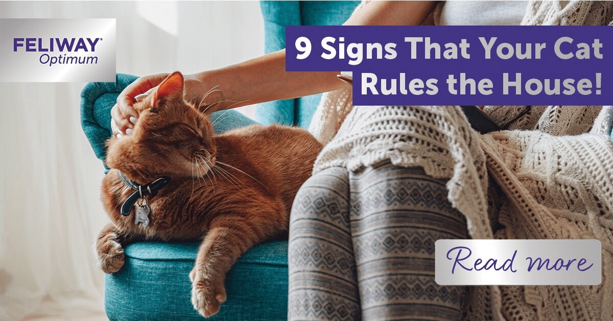 9 signs that your cat rules the house