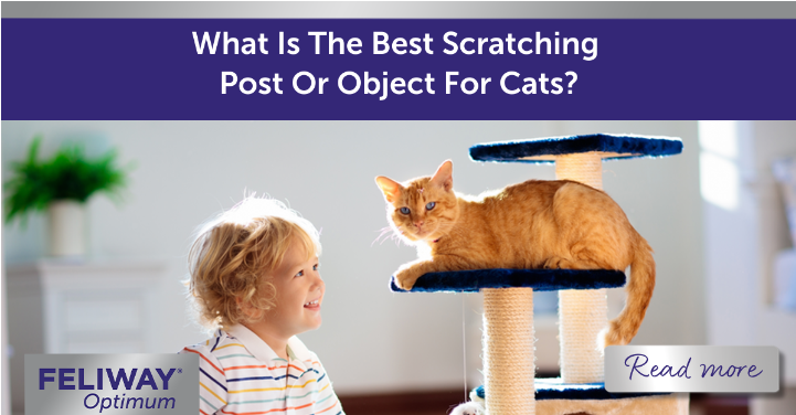 Ginger cat sitting on a scratching post next to a young boy.