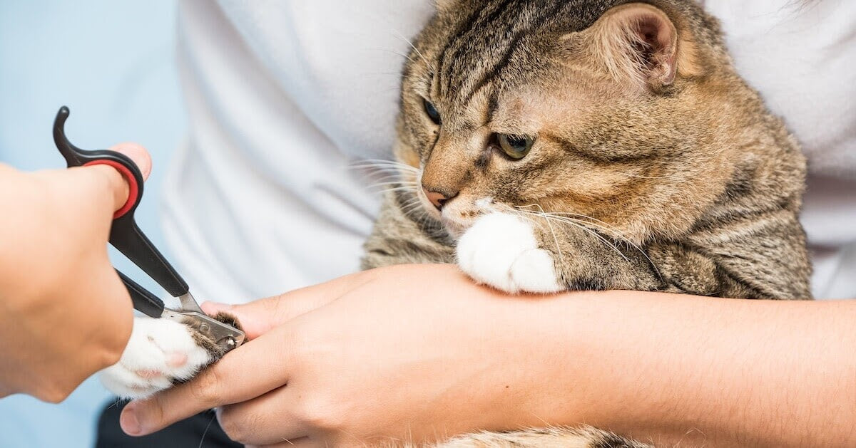 Controlling Kitty Claws! Tips to Cut Your Cat's Nails