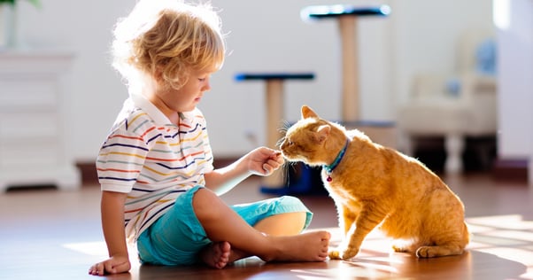 What to know before adopting a cat? 13 Questions to ask yourself