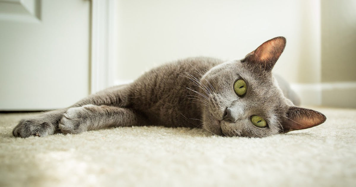 Why Is My Cat Peeing On The Carpet?